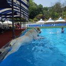 써니도그 | 애견수영장 도그스포지움, 강아지 생일파티 하기 딱 좋은 여름 성지🌊🐶