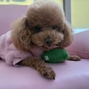 어썸 강아지 호텔 & 목욕 이미지