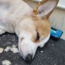 보듬 반려견미용실 | [부산 괴정] 정성 가득한 반려견 미용 내돈내산 후기, 애견미용 잘하는 집 '보듬반려견미용실'🐕