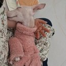 포근하개 이미지