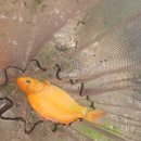 훼미리낚시터 이미지