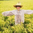 허수아비 이미지