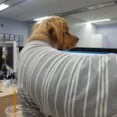 댕댕이라이프 이미지