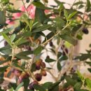 올리브나무 이미지