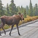 피시앤피시(PC앤PC) | 유콘 오로라롯지 프리미엄 풀패키지, 오로라 뷰잉 롯지 &#39;인 온 더 레이크&#39; 숙박, 캐나다 오로라여행...