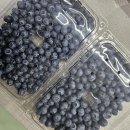 전북 정읍 자연농원 블루베리 너무 맛있어요 ( 블루베리 직거래 택배 추천 )