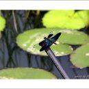 나비잠자리 이미지