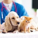 팜동물약국 이미지