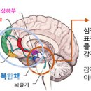 [붓다와 뇌과학]34. 수온(受蘊) -살면서 경험한 느낌들의 쌓임 곧 무더기 / 문일수 교수 이미지