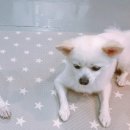 나무애견유치원 이미지