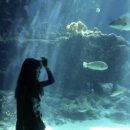 중부-현장-중부-2014 | [오키나와 D-11] 트립닷컴에서 츄라우미 수족관 이티켓 사전 구매 완료!