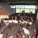 경지양돈 이미지