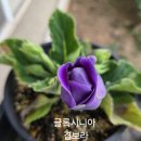 글록시니아 삽목하기 이미지