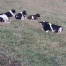 주신목장 이미지