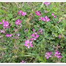 금능초등학교 이미지