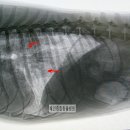혜인종합동물병원 이미지