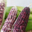 건호농장 이미지