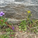 원삼초등학교(병설) 이미지