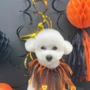 붕가붕가샵 이미지