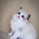 익산원펫 이미지