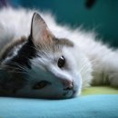 시흥24시센트럴동물의료센터 이미지