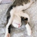 행복한집사 이미지