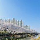 봄날-산책 | 🍀 인천 계양체육관 굴포천 벚꽃 구경, 가족과 함께한 봄날 산책 후기 ⭐