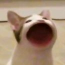 와사이진