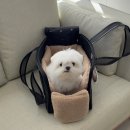 반포자이동물병원 | [강아지치과 추천] 반포 세연동물치과&amp;마취클리닉 가서 수술하고 왔어요🦷