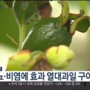 빈스구아바농장