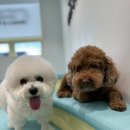 CFM애견유치원 이미지