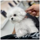 부산펫(주) | [ 부산 강아지분양 ] 망미동에서 유독 다녀온 날, 생각보다 마음이 많이 흔들렸어요