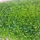 금별농장 이미지