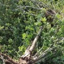 호미건강원 이미지