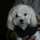 시니어 동물병원 이미지