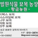 쉬나무 바이텍스 밀원식물 에메랄드그린 샤인접목묘 이미지