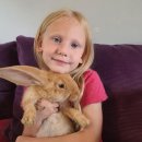 애완용 토끼 - 컨티넨탈 자이언트 (Continental Giant Rabbit) 이미지