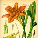 데이릴리(Daylily) 이미지