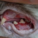 청북햇살 동물병원 이미지