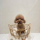 모모티디 독 쌀롱 반려견 미용 계림점 이미지