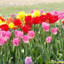 튜울립 이미지