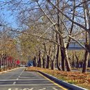 청주가로수길 이미지