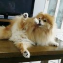 빅 그루밍 이미지