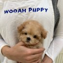 로열 퍼피샵 이미지