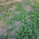 영찬농장 이미지