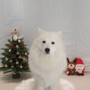 해피독쌤 이미지