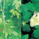 하늘타리 이미지