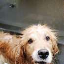 통영반려견 셀프목욕탕 이미지