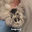 류종삼한의원 | [청주] 청주애견미용 처음이라면? 기초부터 배우는 더그룸애견미용학원