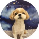 개들의 집 펫살롱 이미지